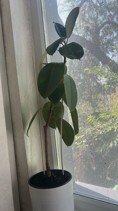 Комнатные цветы ...