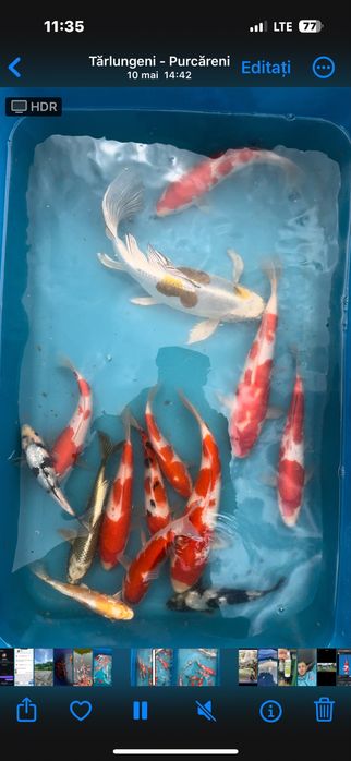 Vand Puiet de crap koi