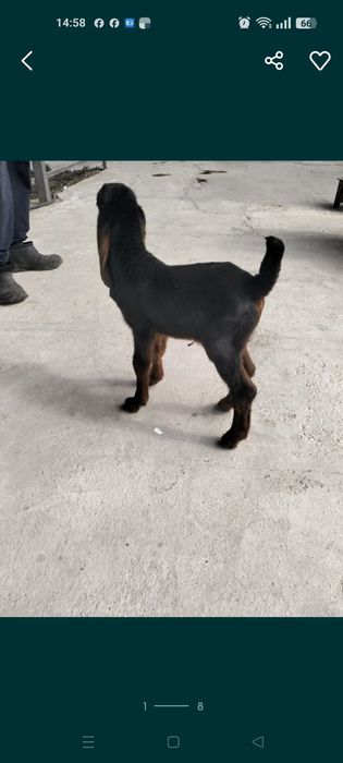 Таза қанды теке лақтар