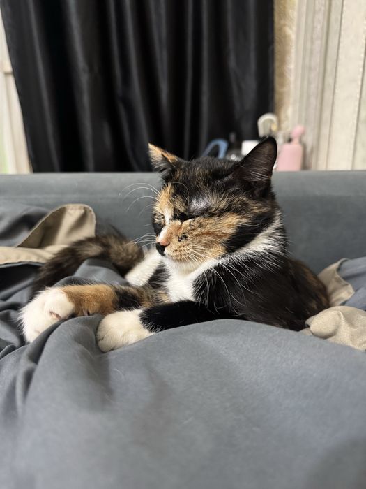 даем кошку бесплатно 10 месяцев