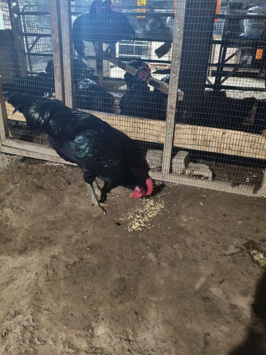 Qora shaxzoda sotiladi