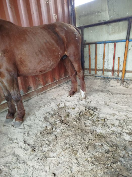 Жылқы сатылады.Жасы бесте.