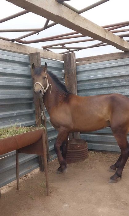 Продаю лошадь кокпарский