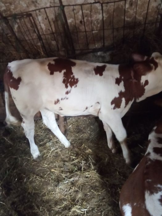 Două vițele bălțate