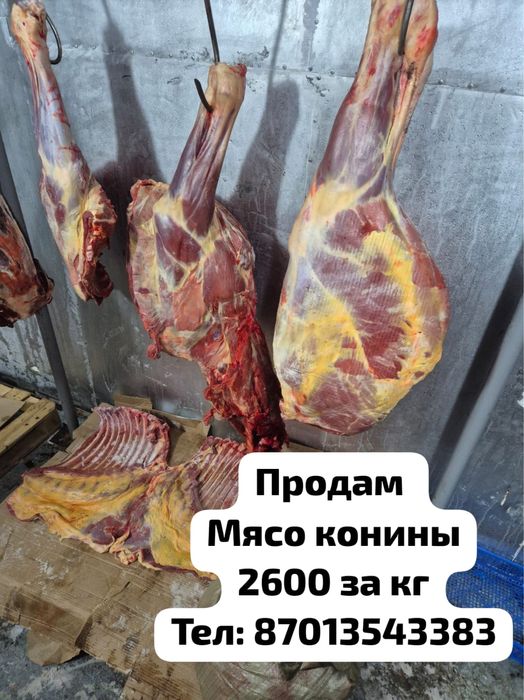 Экологически чистое мясо конины по 2600