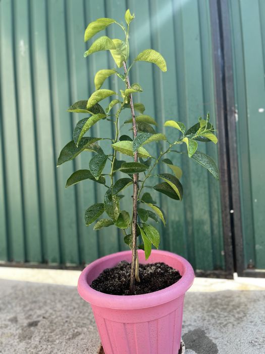 Продаем лимоны и мандарины