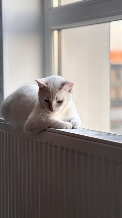 Мысық 1жасты туалетке өзі барад