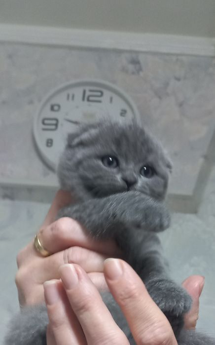 Продаются породистые шотландские котята Скотиш фолд и страйт