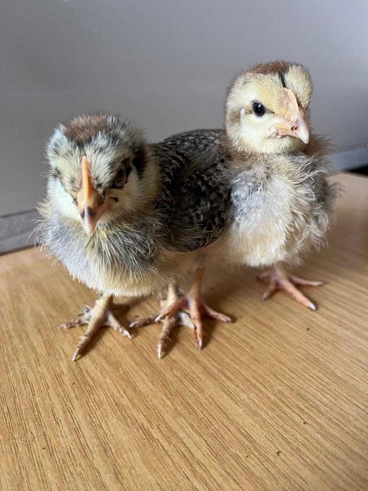 цыплята ,суточные и подрощенные