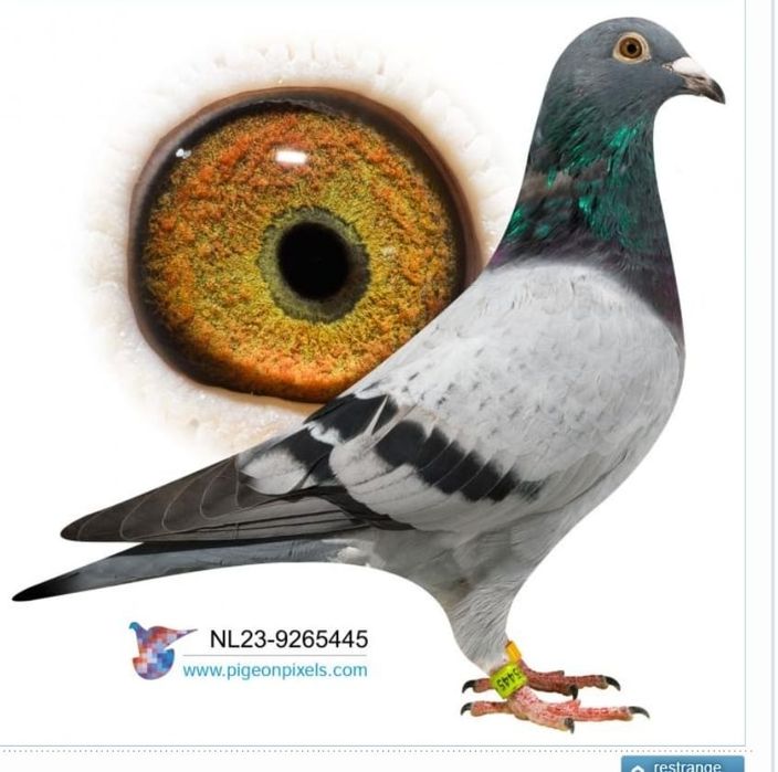 Voiajori maraton-maraton extrem