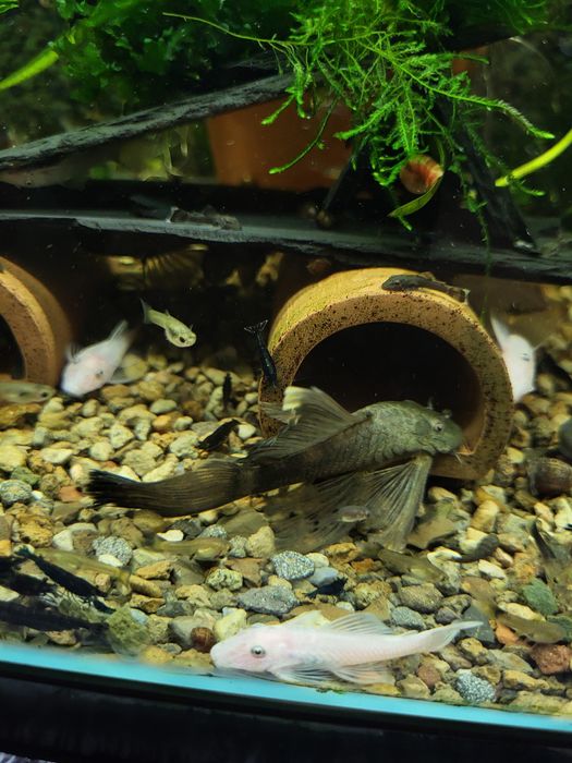 Creveți Neocaridina Blue Diamond