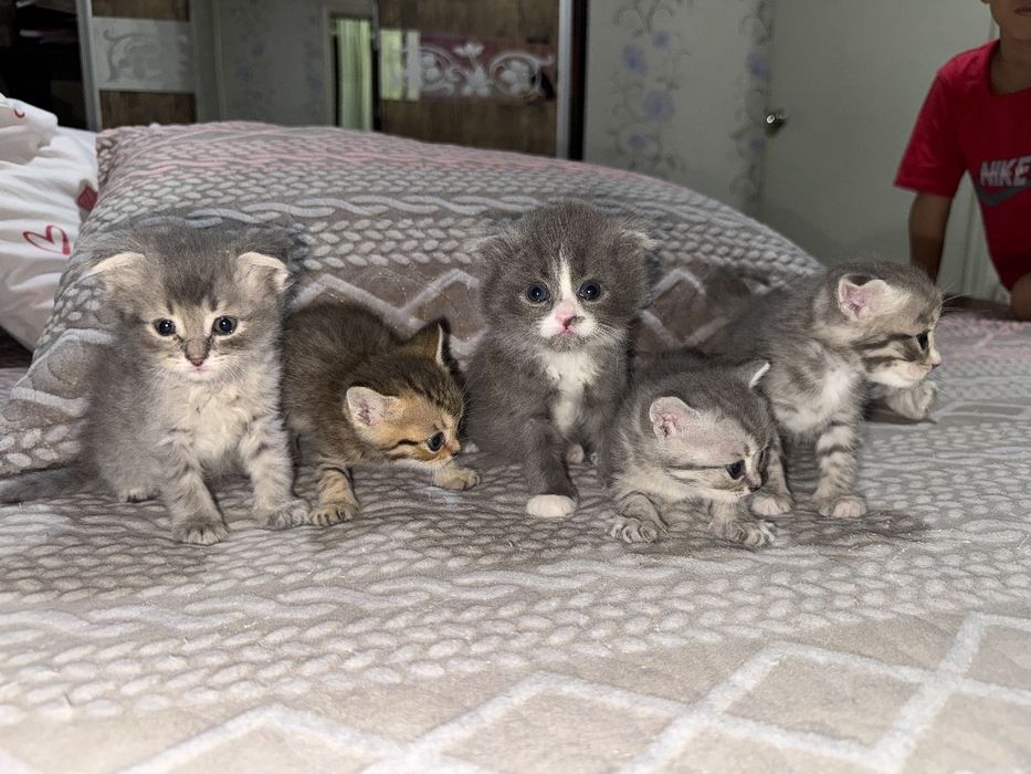 Продаются котята