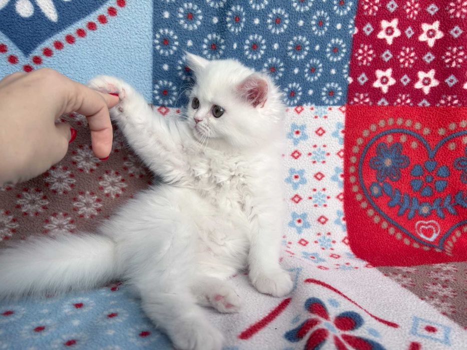Pisicuță adorabilă Scottish Straight Longhair, cu Pedigree
