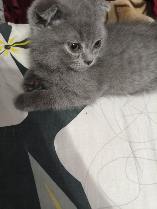 Котёнок шотландский веслоухий и прямоухий, mushucha skottish fold