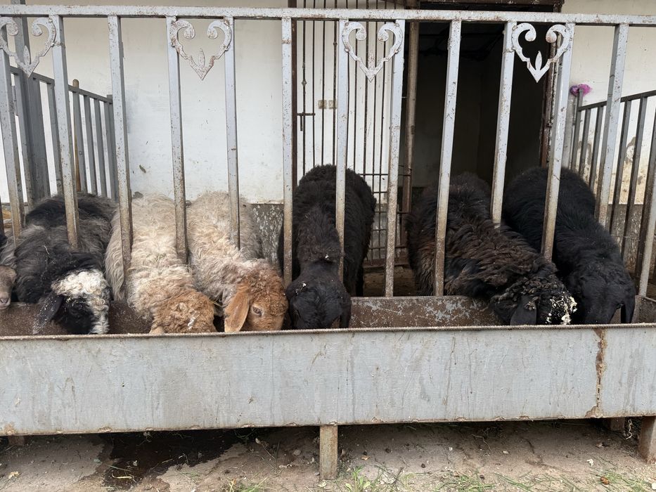 Қозылы қой, қозы сатылады