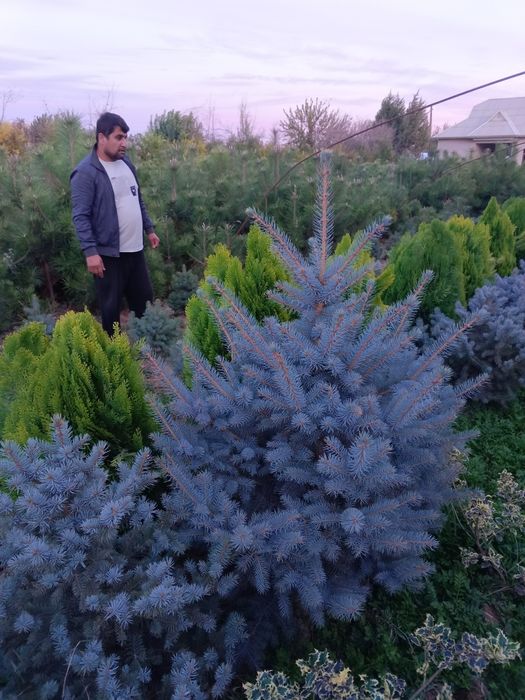 Кирим сасна арча