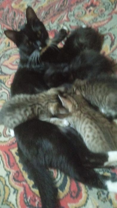 Котята в добрые руки