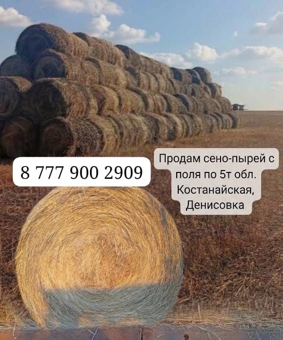 Продам сено-пырей