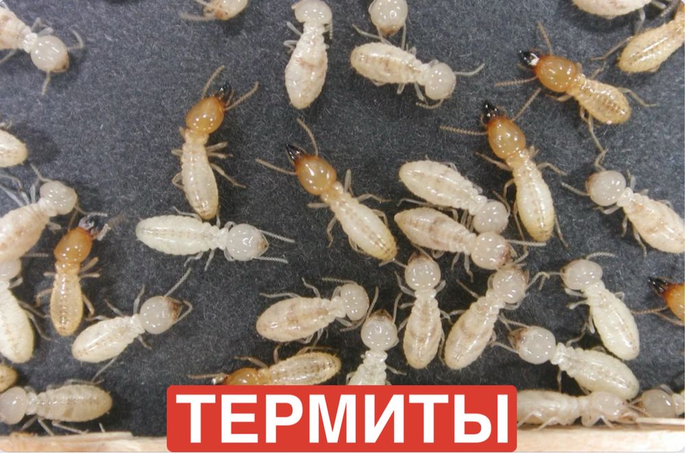 Термиты, клопы, тараканы