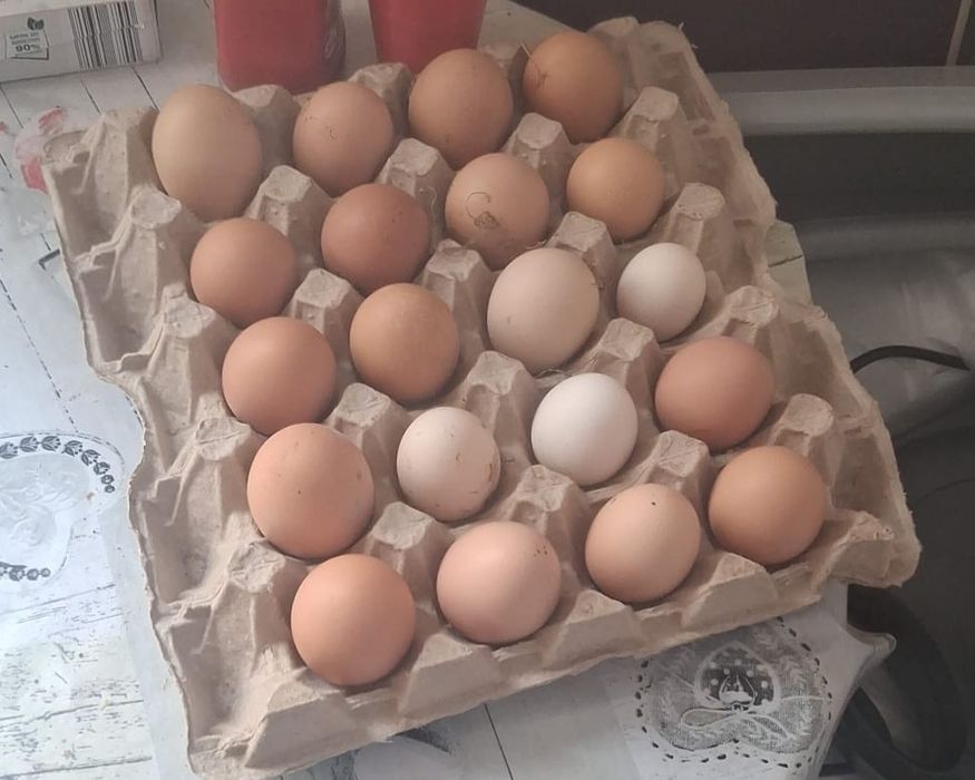 Oua de gaina de casa