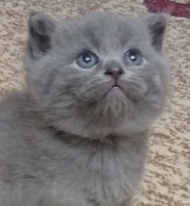 Котята британские