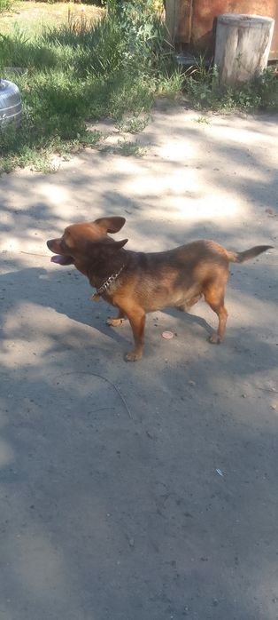 Здрастуйте продаю.сабаку