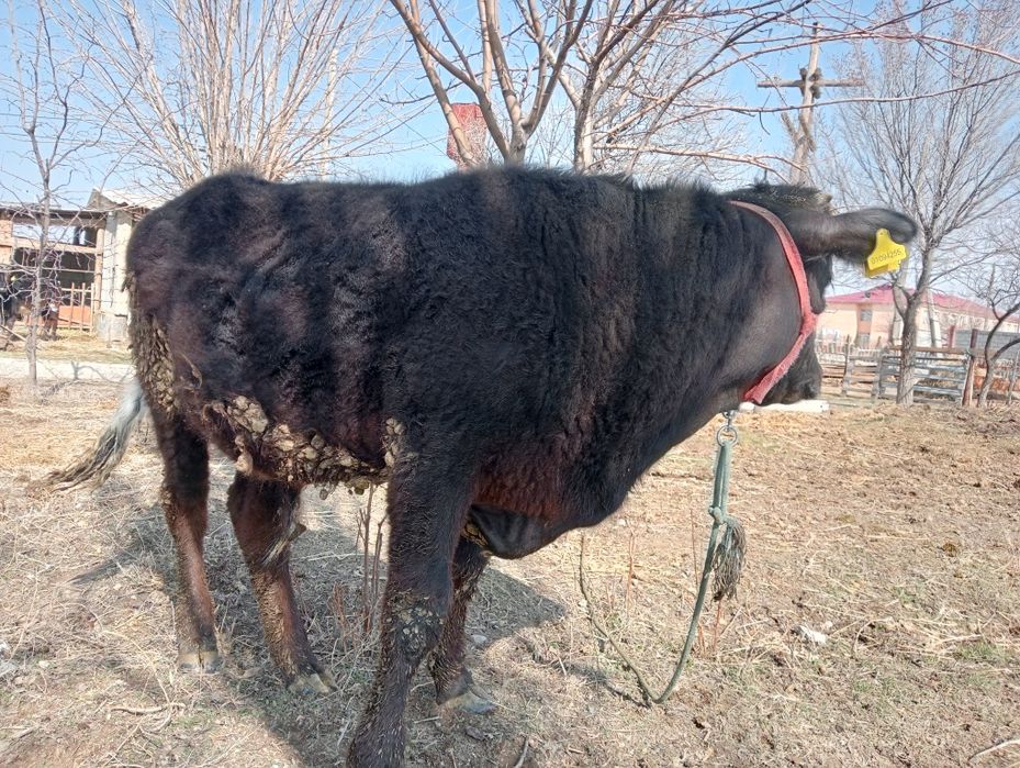 Бұқа сатылады қызыққандар болса