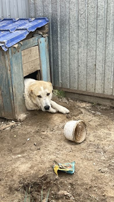 Алабай САО бесплатно