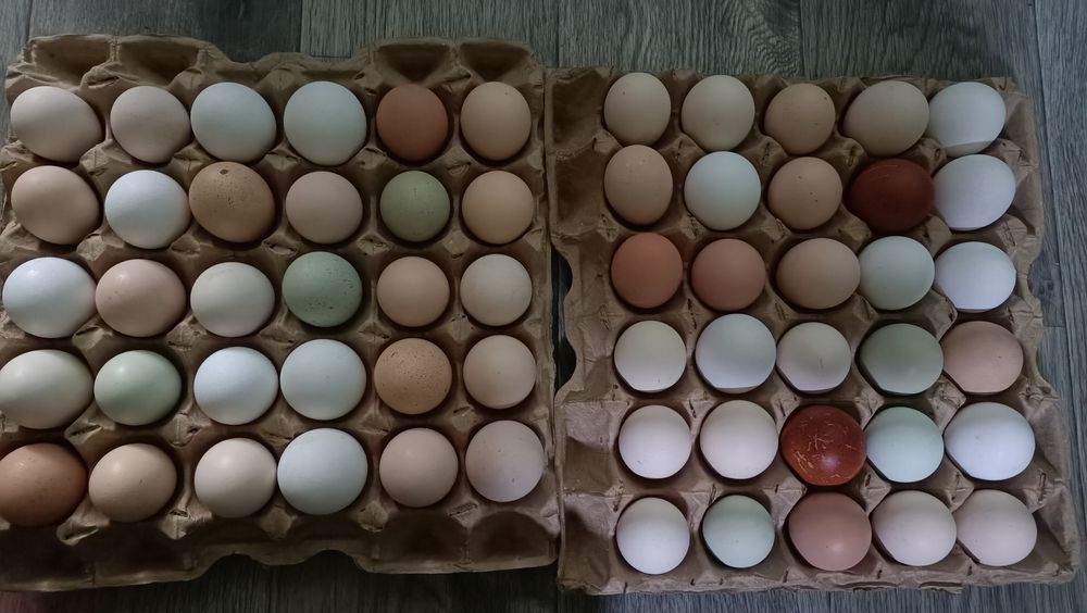 Продам домашние куриные яйца.