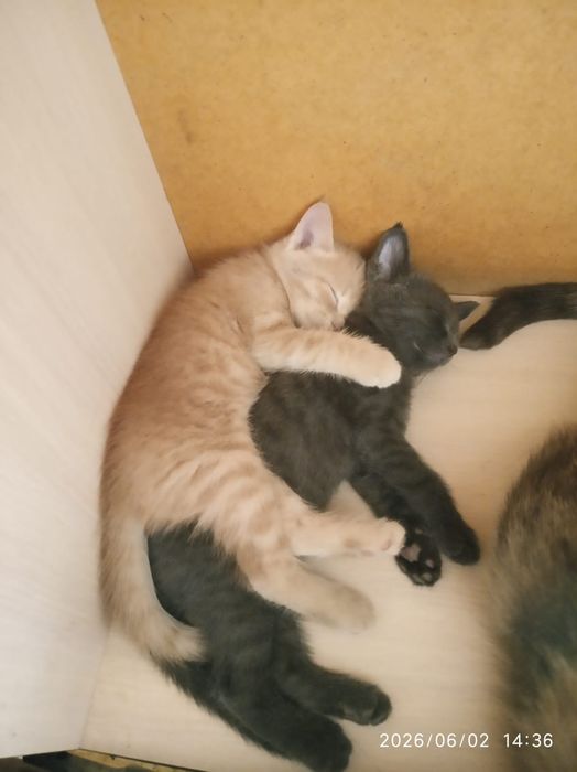 Котята 2 девочки персик и дымчатыи.