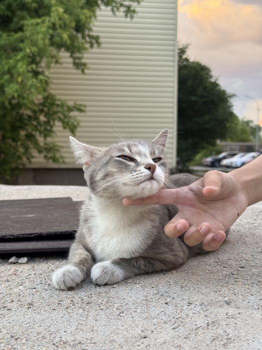 Молодая кошка ищет дом