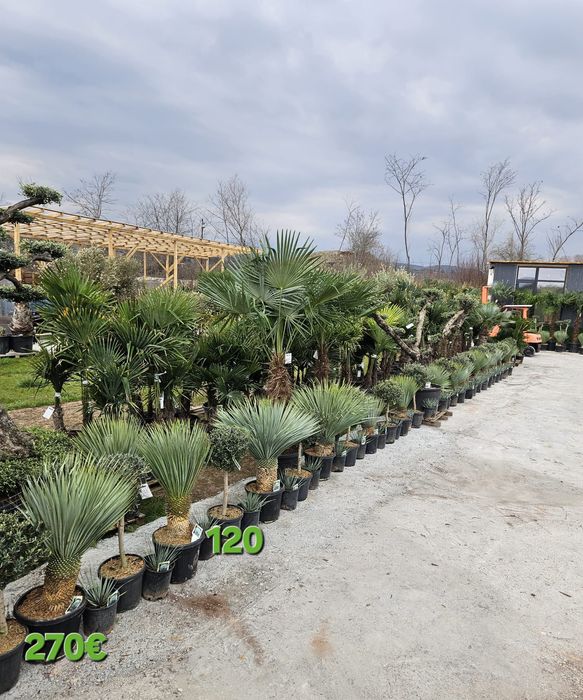 Палми и Декорация за вашата страхотна градина