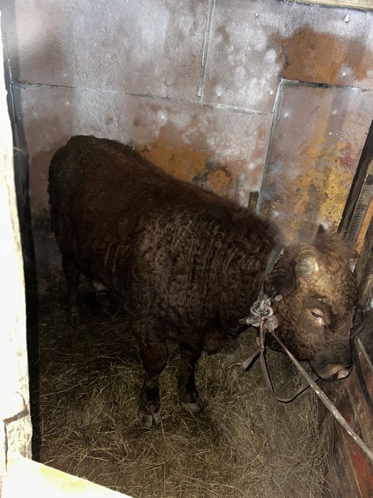 Бұқалақ 1жарым жылдық