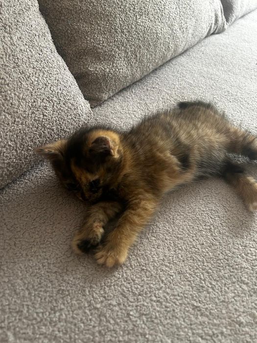 Отдам котят в хорошего руки