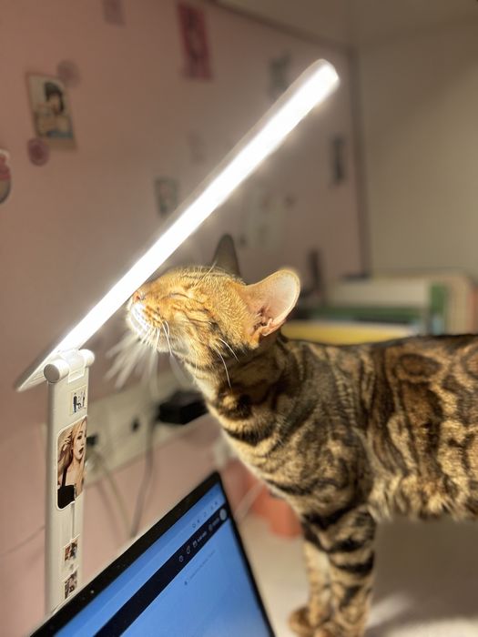 Продам кота бенгал