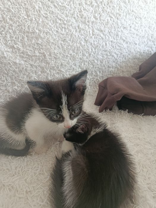 Отдан котят добрые руки