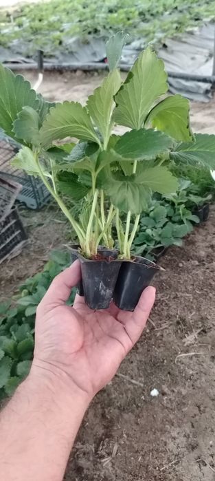 Корейский кулупнай ку́чатлари сотувда