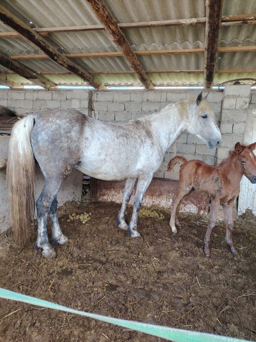 Құлынды бие сатылады