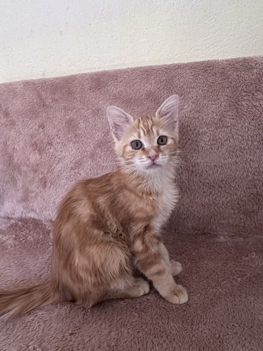 Подарявам котенца