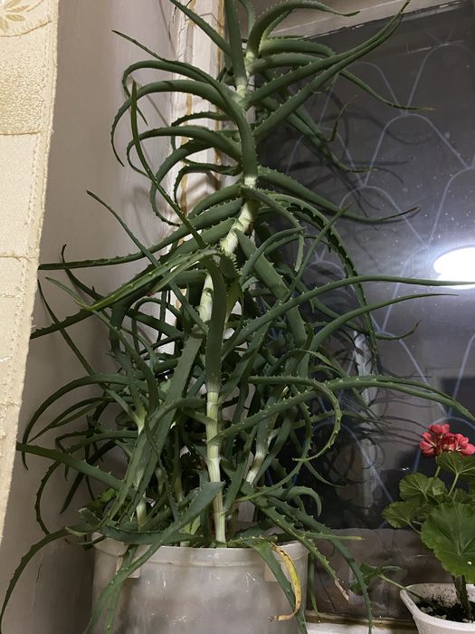 Алоэ лекарственное, зыряновск (алтай)