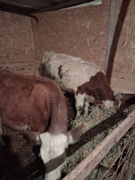 Tauraș și vițea  .