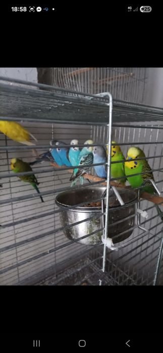 vand perusi pereche sau la bucata