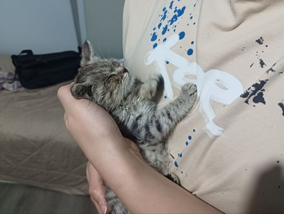 Отдам котёнка в добрые руки