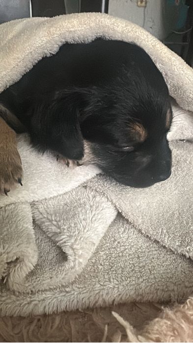 Той терьер мальчик