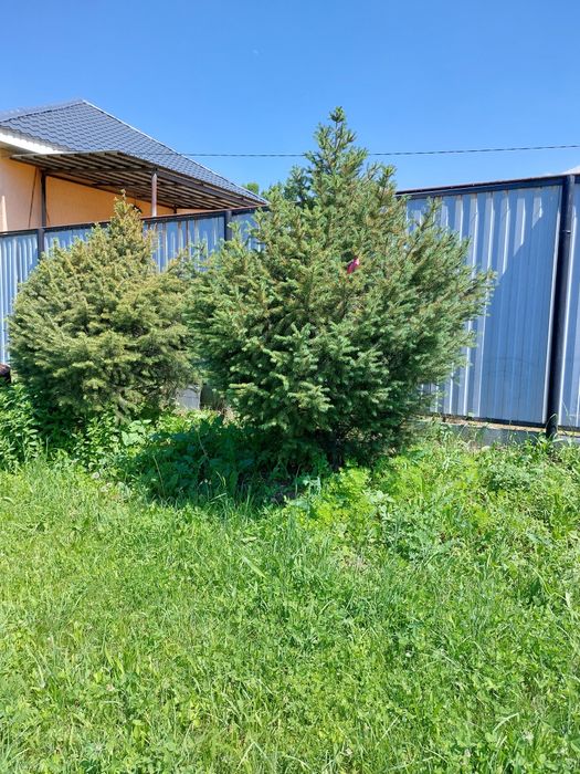 ЁЛКИ! ОЧЕНЬ пышные