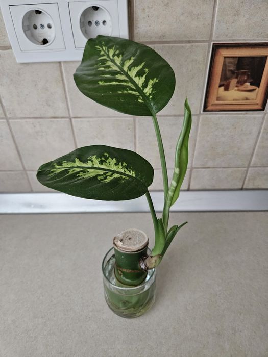 Lastari Dieffenbachia
