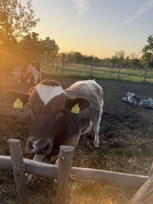 Viței Bălțată Românească / Simmental , 400-450 kg