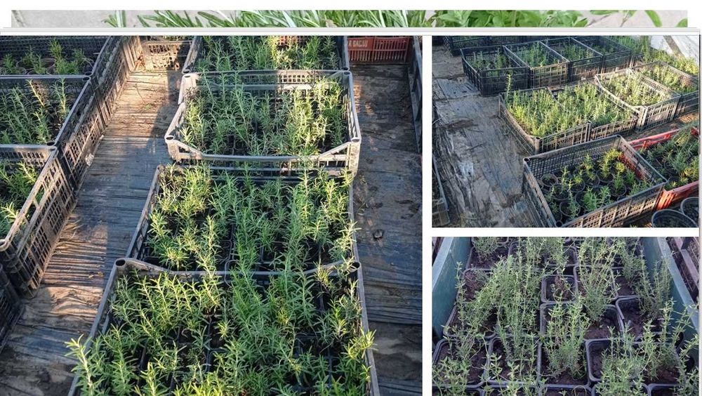 Hibrid special pentru culturi menta olandeza