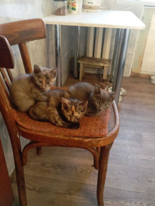 Отдам котят в добрые руки