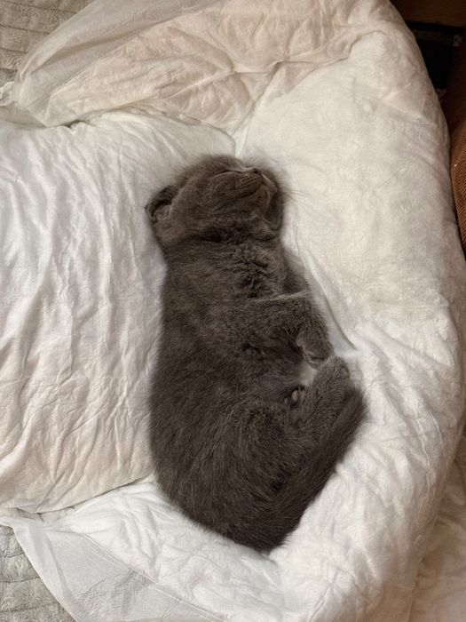 Pisici disponibile 2 luni